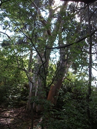 rco Cosentini-20110417 021